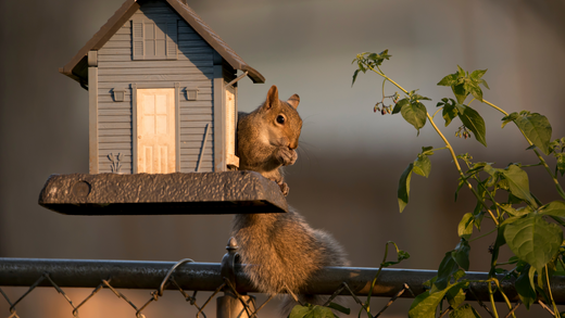 Family-Friendly DIY Wildlife Feeders to Enhance Your Iowa Backyard