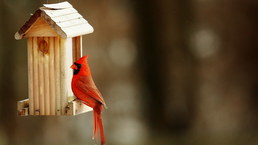 Bird Feeding 101: Getting Started with Wild Birds - Wallace's Garden Center