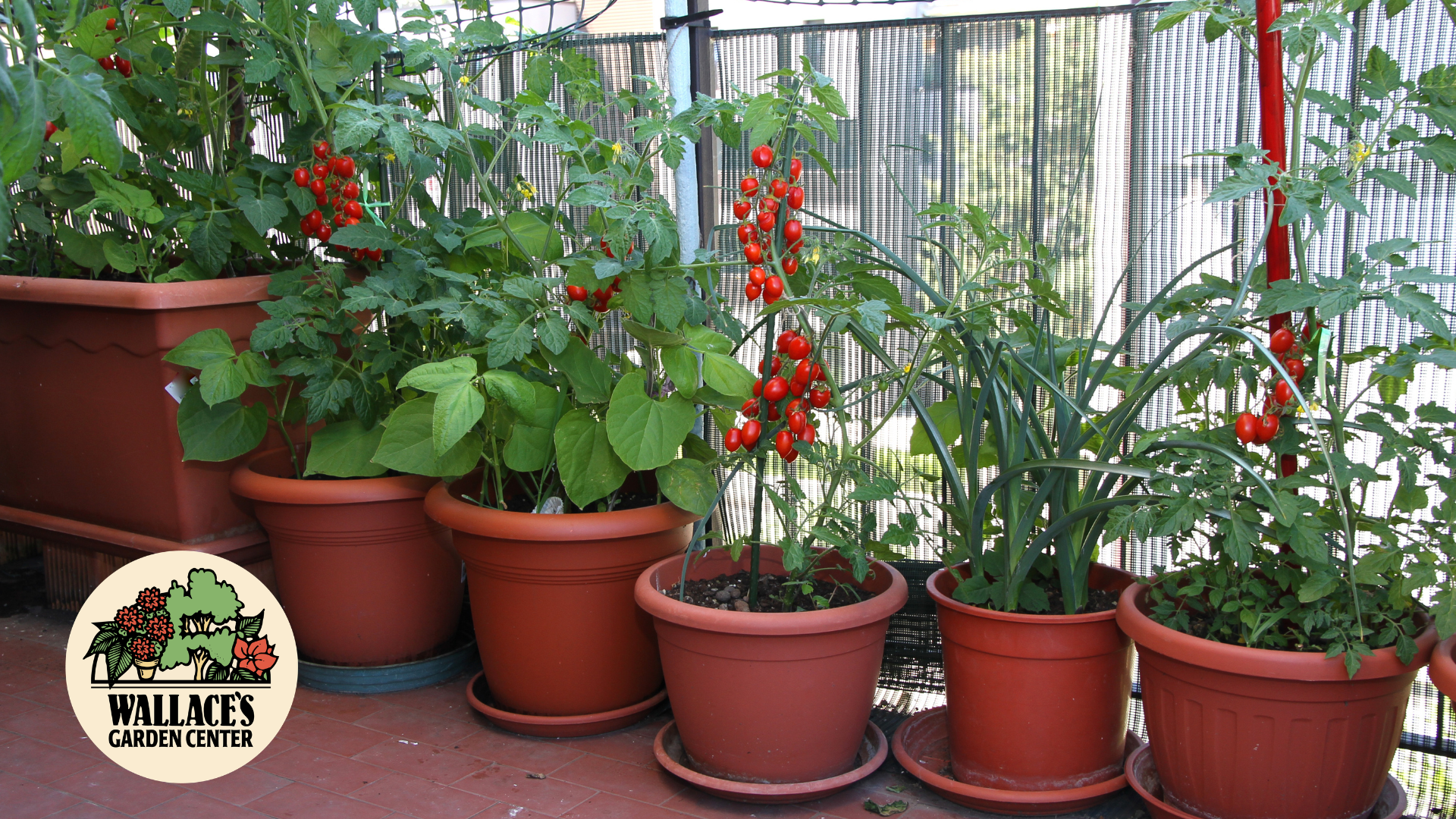 Simple Food Gardening for Small Spaces
