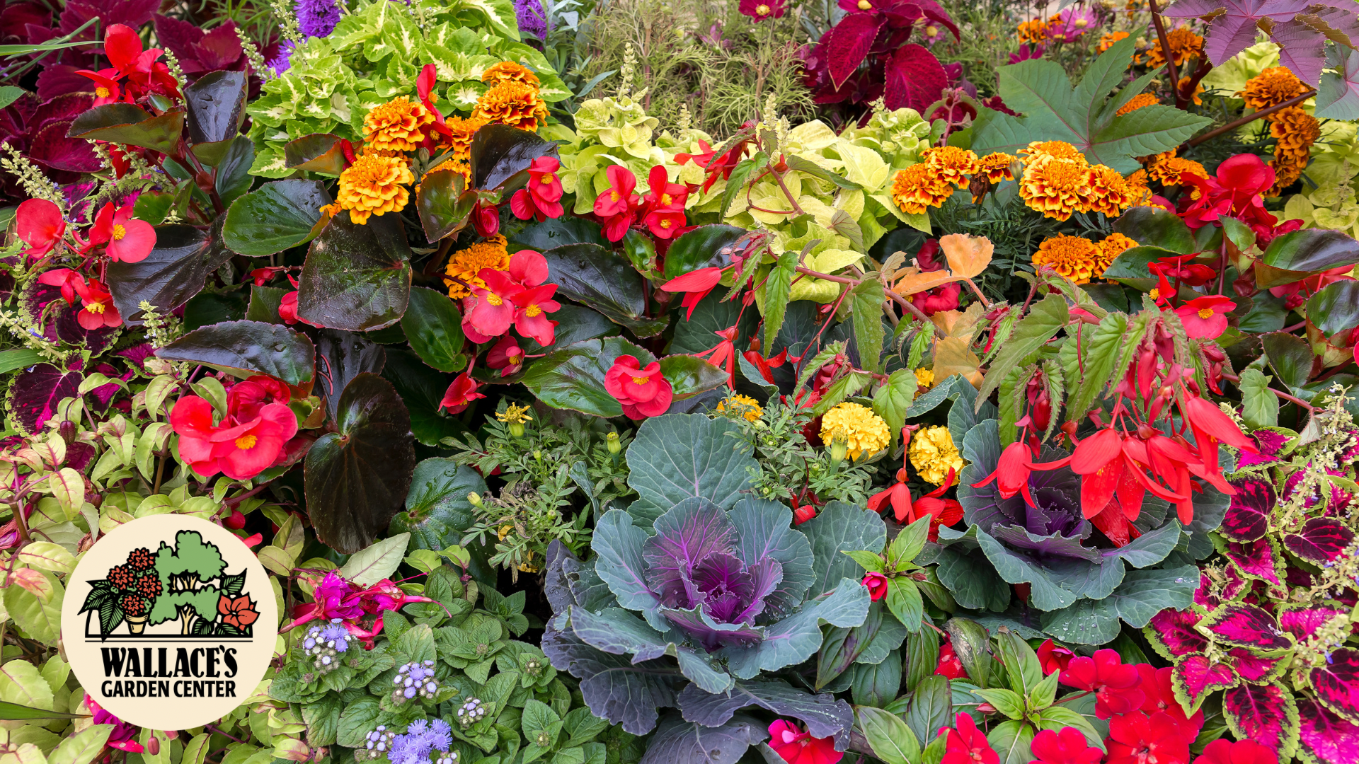 Wallaces Garden Center-Bettendorf-Iowa-Cool-Season Edibles to Plant for an Early Fall Harvest-Hero