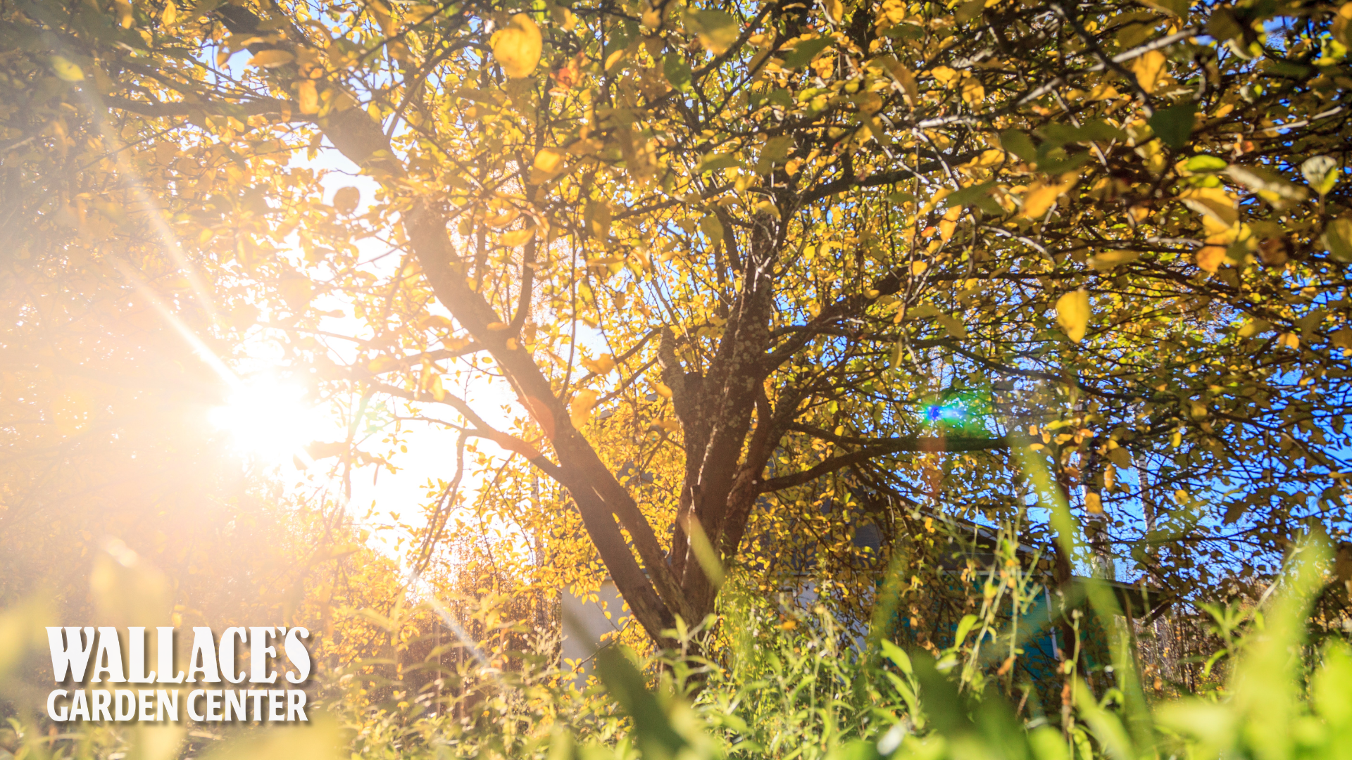 Your November Garden To-Do List