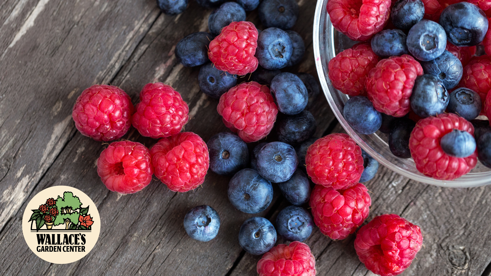 Growing Blueberries & Raspberries at Home
