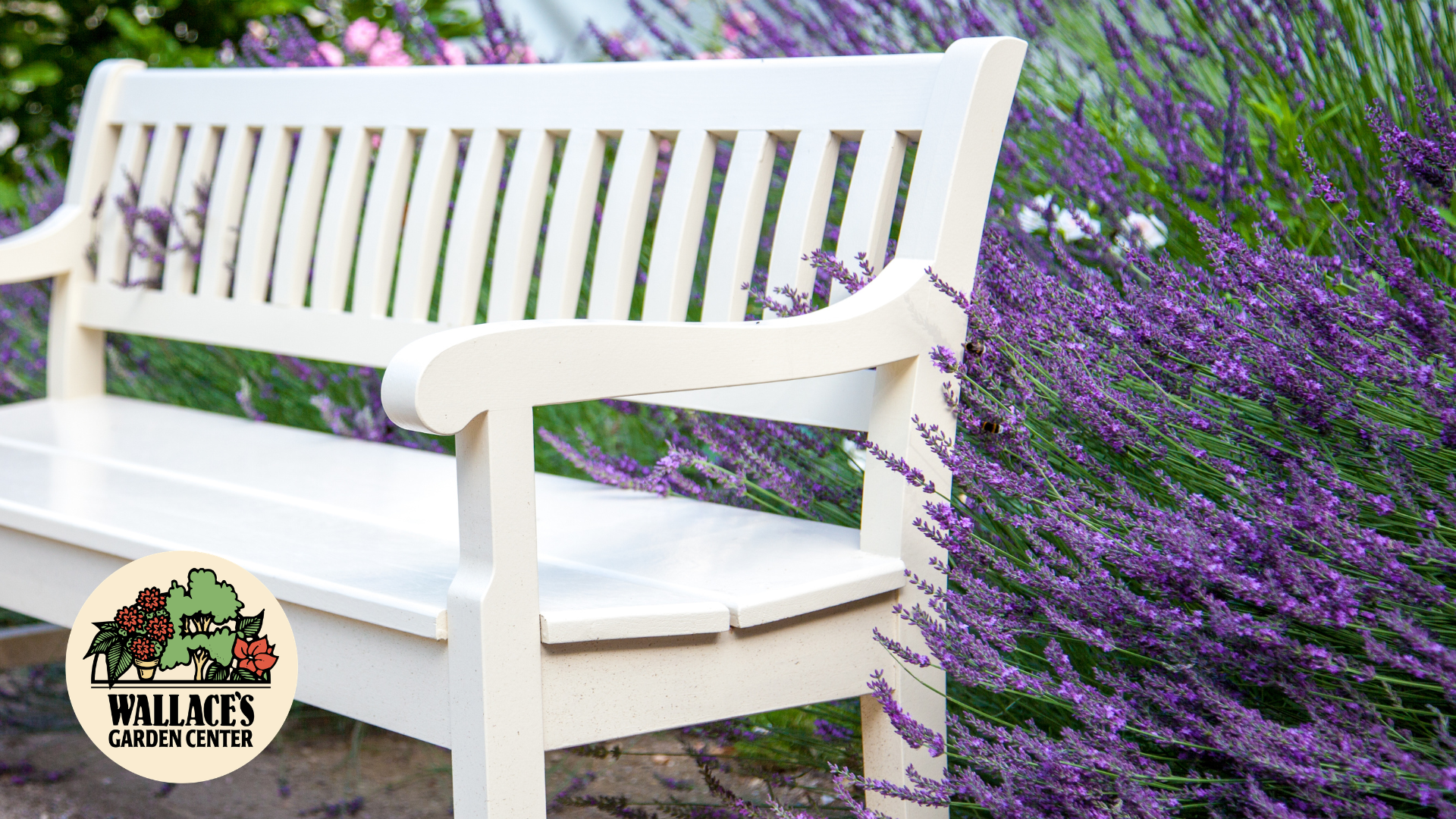 Fragrant Plants for a More Enjoyable Garden