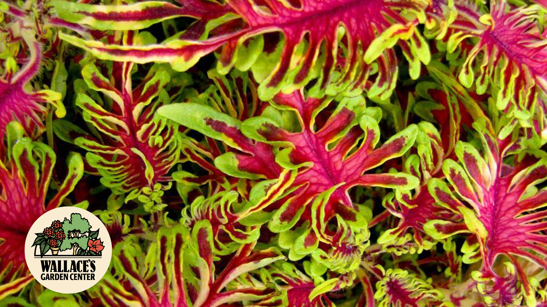 This Season’s Go-To Annuals