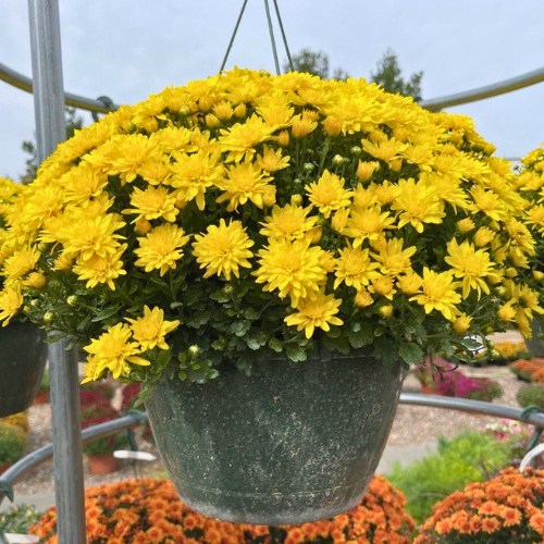 1QmfrYYA.png__PID:2eae9344-924f-4640-9ee2-7862b04d5489