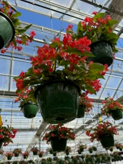 Premium Annuals Hanging Basket
