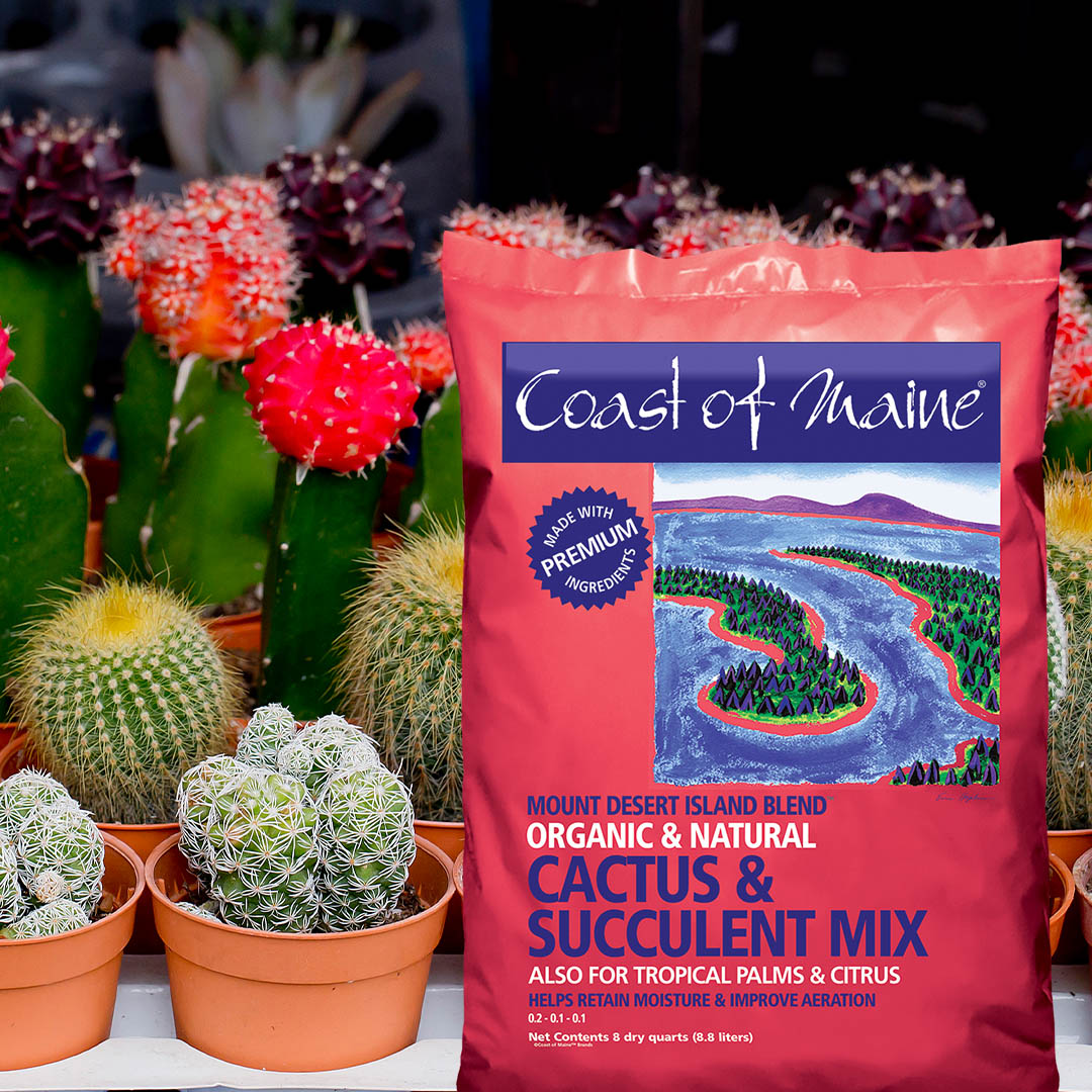cactus & succulent mix Coast of Maine Cactus & Succulent – wallacegardencenter