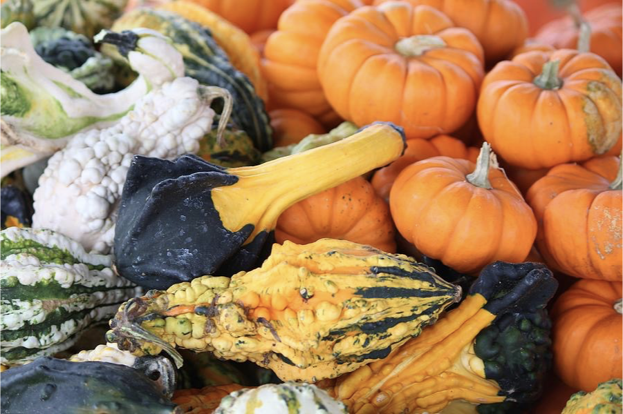 Mini Pumpkins & Mini Gourds