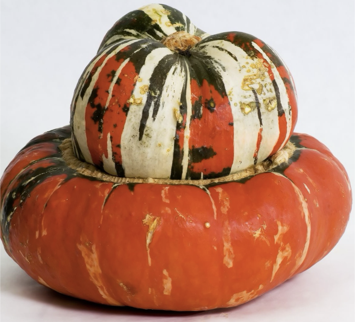 Turk's Turban Pumpkins