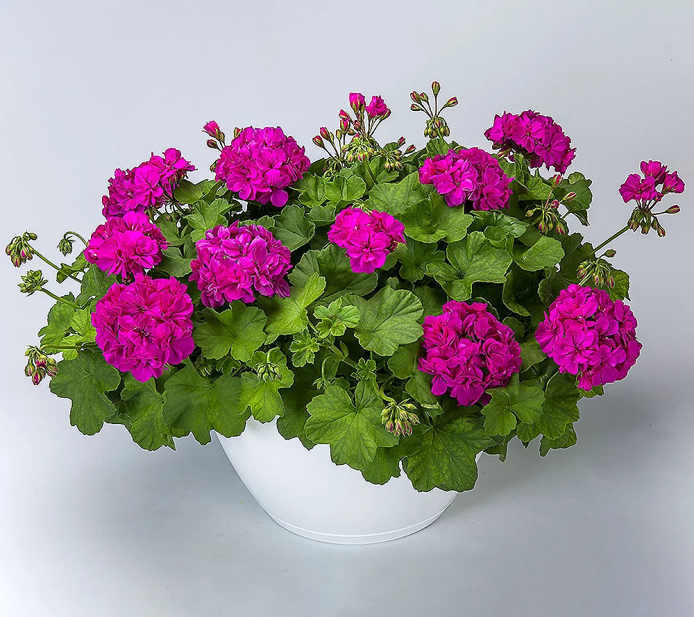 Geranium Hanging Basket 10" basket