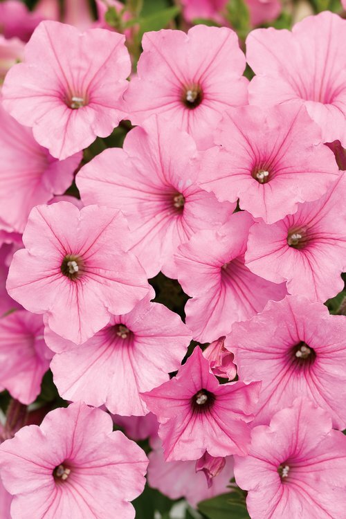 Preorder Proven Winners - Supertunia Vista® Bubblegum® 4.5" Classic pot