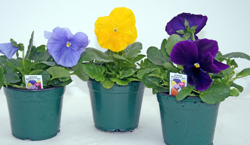 Pansy, 4" Pot - Wallace Garden Center