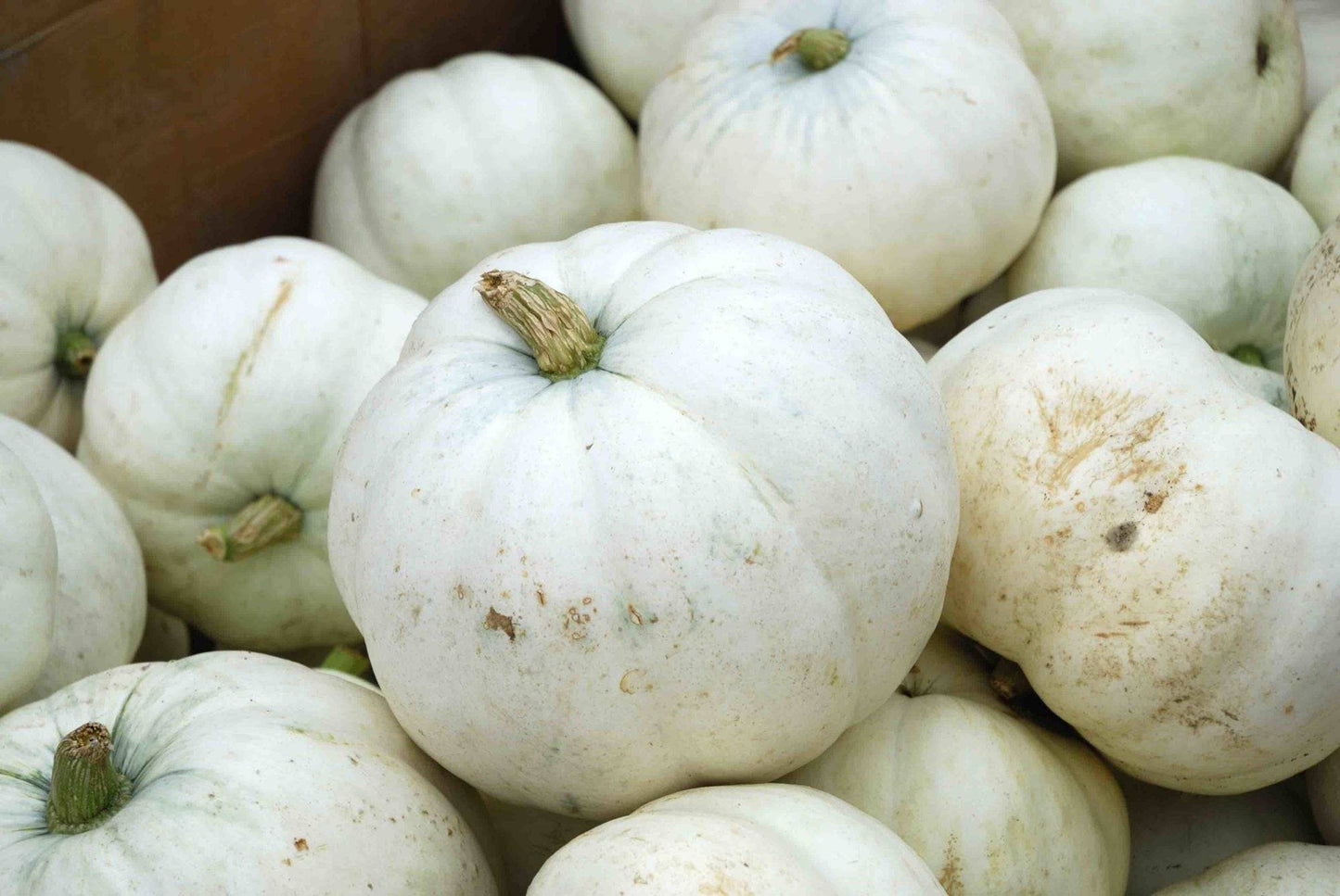 Moonshine White Pumpkin Large - Wallace Garden Center