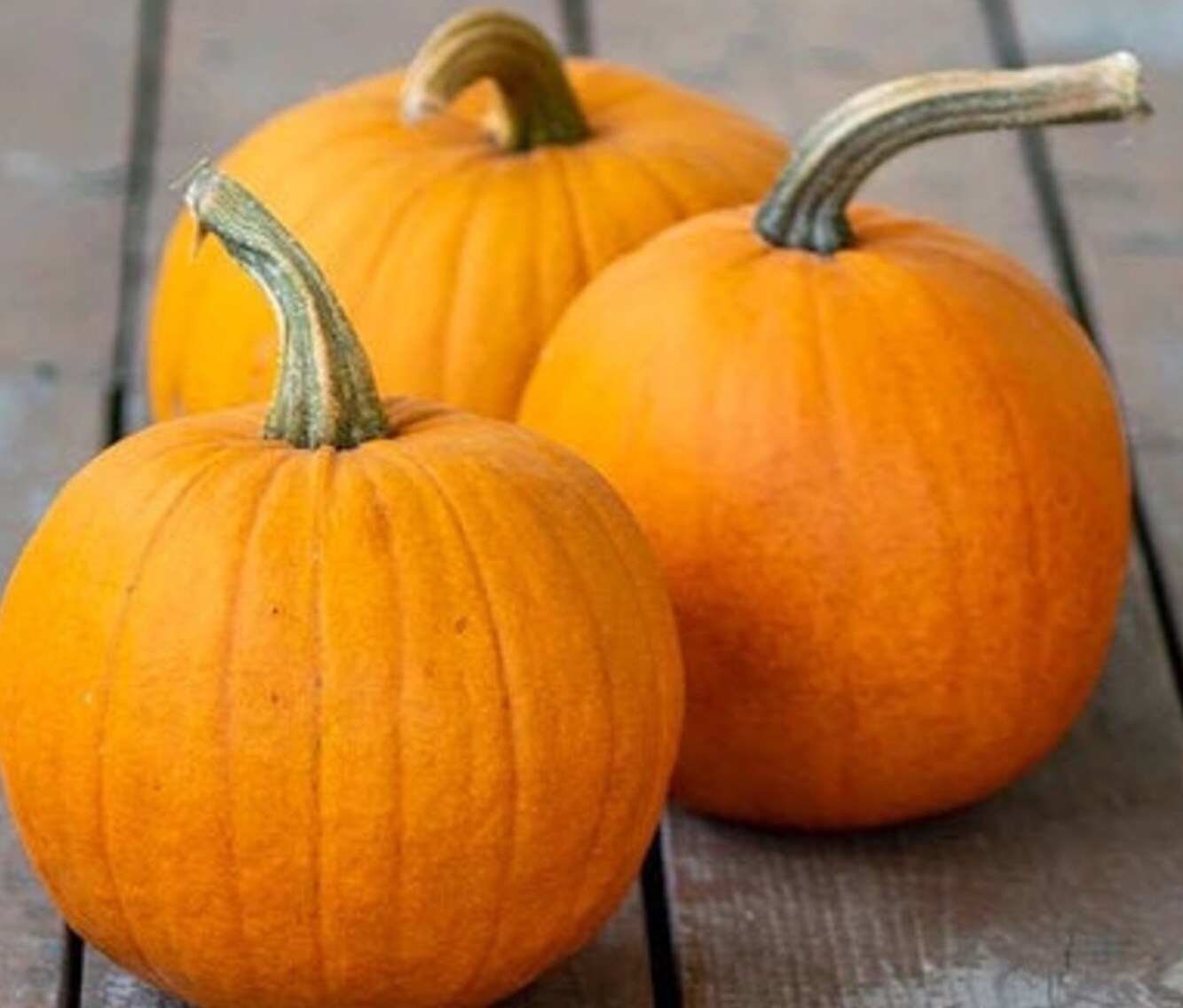 Pie Pumpkin Wallacegardencenter pie-pumpkin-wallacegardencenter