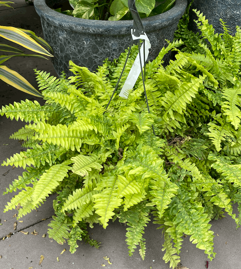boston fern hanging plant Tiger Fern Hanging Basket