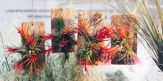 3 Ideas for Air Plant Christmas Ornaments wallacegardencenter