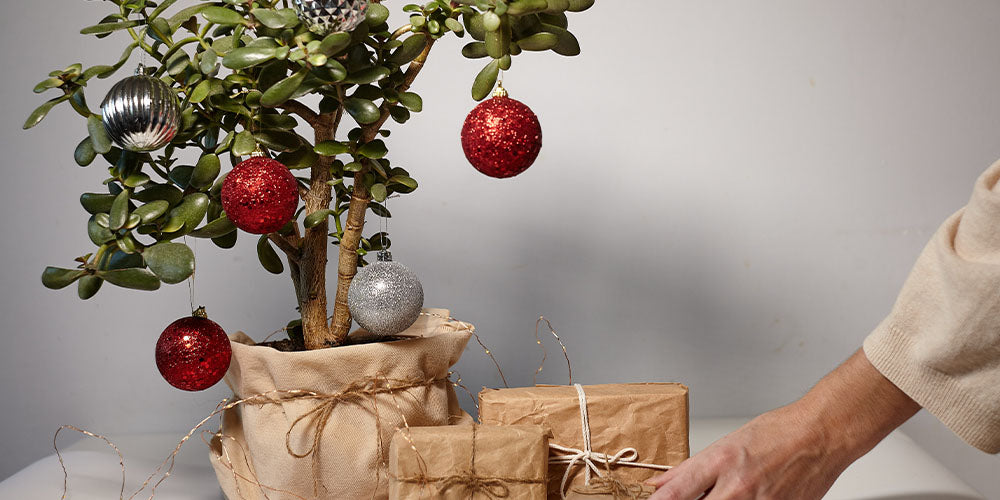 4 Inspirational Ways to Gift-wrap a Houseplant in Style wallacegardencenter