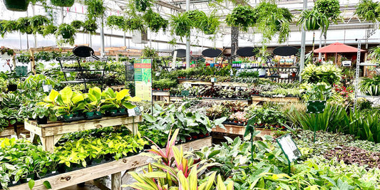 5 Houseplants To Give As Gifts This Holiday Season wallacegardencenter