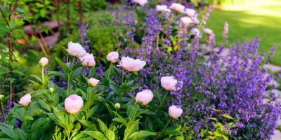 5 Steps for a Mid-Season Flower Bed Clean Up wallacegardencenter