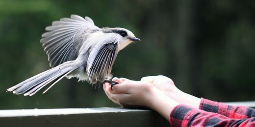 5 Tips For Backyard Birding in Bettendorf - Wallace's Garden Center