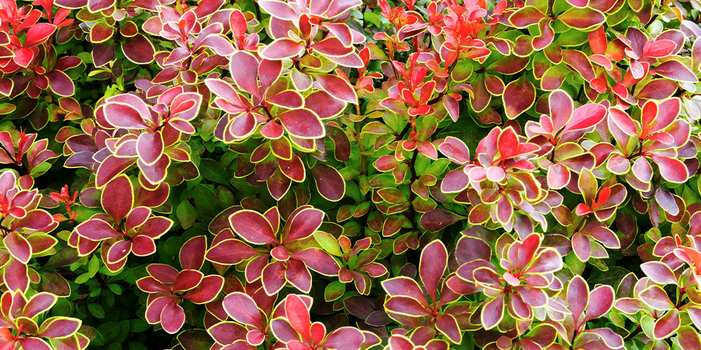 6 Showy Shrubs to Beat the Heat in Iowa Summers wallacegardencenter