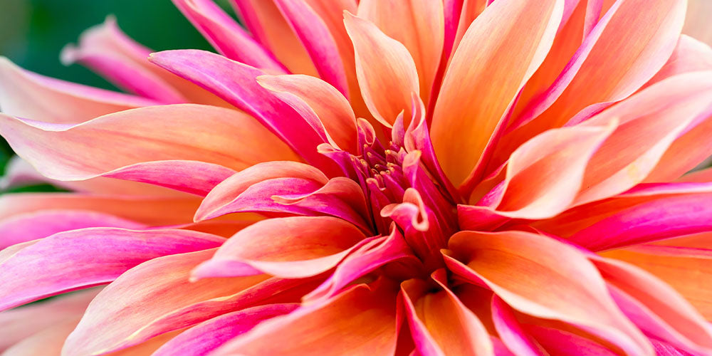 8 Colorful Annuals to Jump Start Your Spring Garden wallacegardencenter