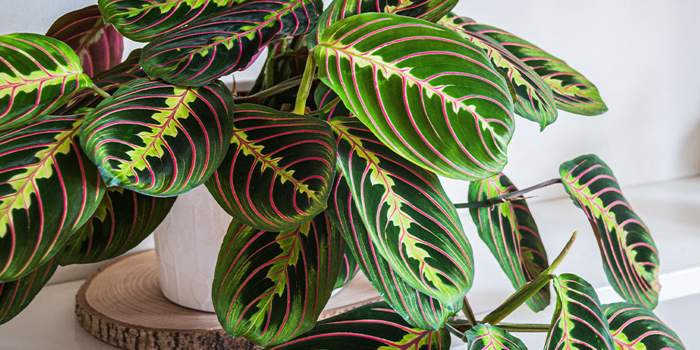 8 Colorful Houseplants with Big Personalities wallacegardencenter