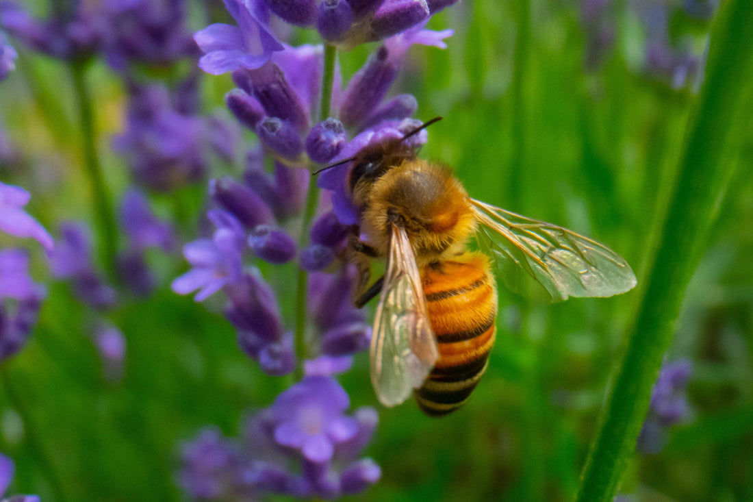 9 Pollinator-Friendly Perennials wallacegardencenter