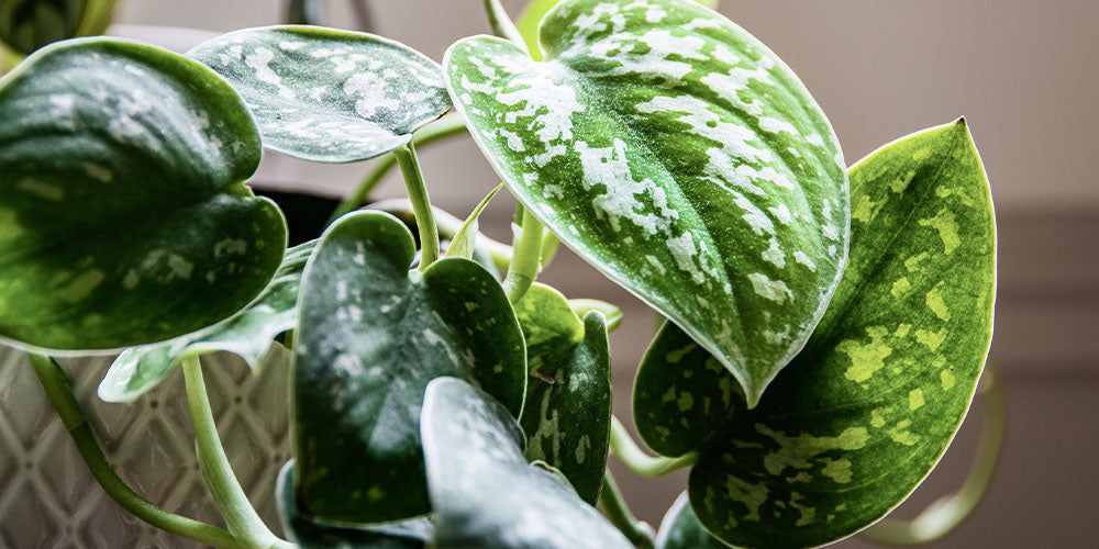 A Complete Guide to Pothos Care – wallacegardencenter
