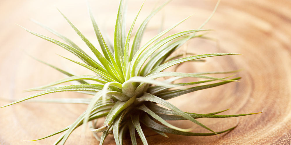 All About Air Plants wallacegardencenter