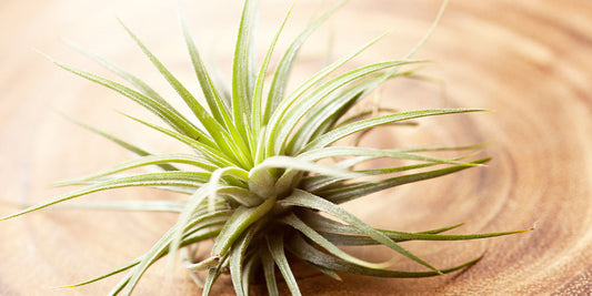 All About Air Plants wallacegardencenter