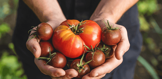 All the Tastiest Tomato Varieties and How to Use Them wallacegardencenter