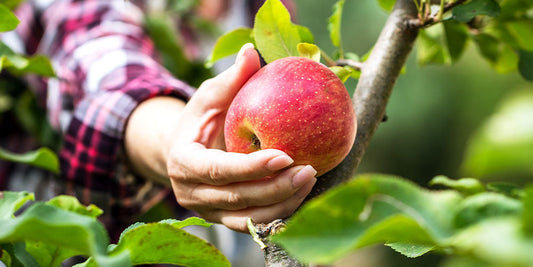 Amazing Apples! wallacegardencenter