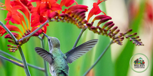 Attract Hummingbirds with Feeders and Radiant Red Plants wallacegardencenter