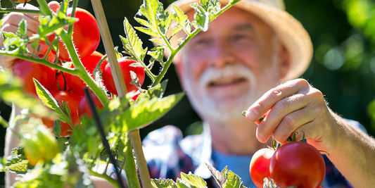 Basic Crop Maintenance as Your Vegetable Plants Grow wallacegardencenter