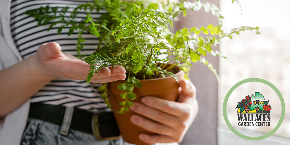 Beat the Winter Blues: How to Help Your Mental Health with Indoor Plants wallacegardencenter