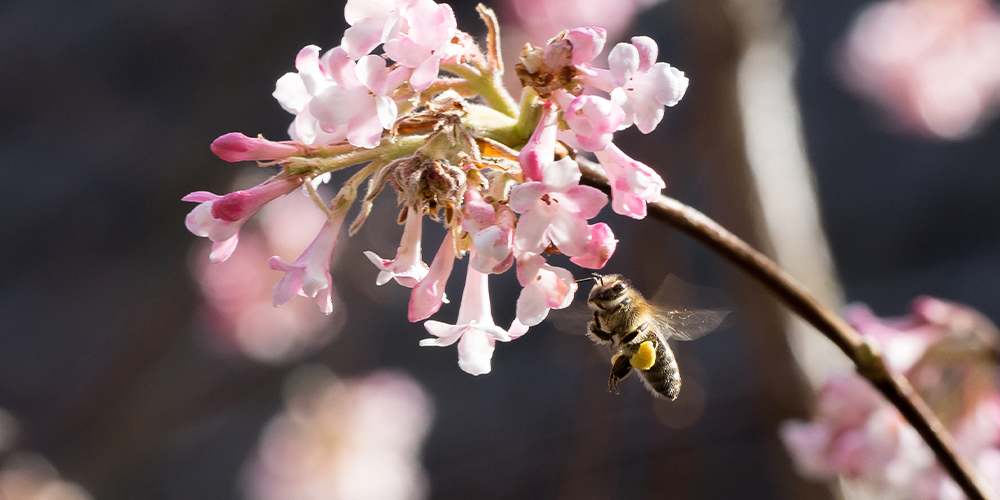 Best Shrubs for Pollinators wallacegardencenter