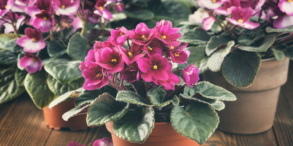 Caring for African Violets wallacegardencenter