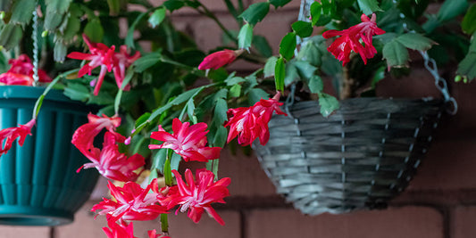 Caring for Christmas Cactus wallacegardencenter