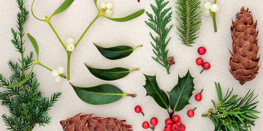 Christmas Plants: Which Are Poisonous? Which Are Safe? wallacegardencenter