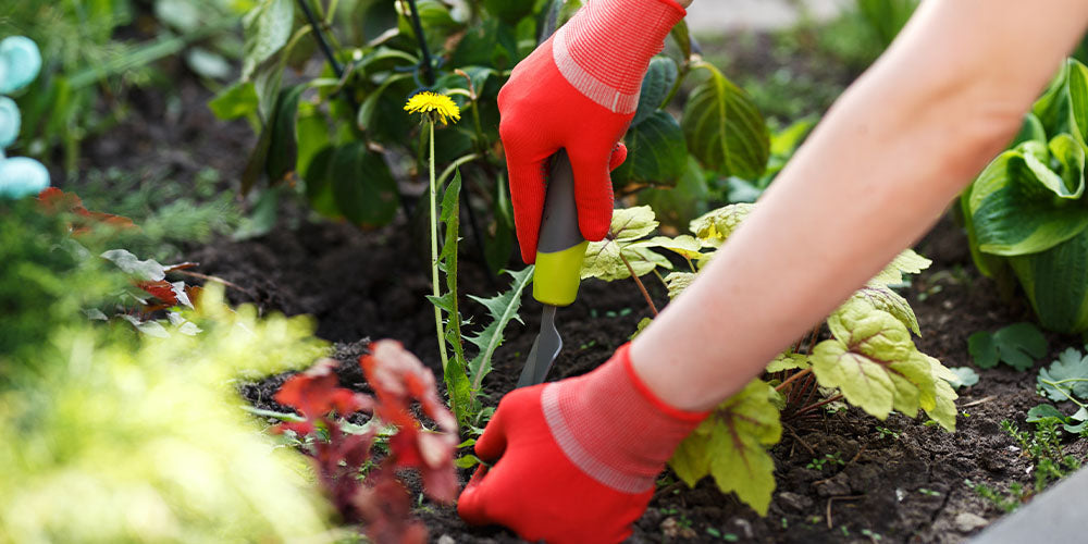Controlling Weeds in the Lawn and Garden wallacegardencenter