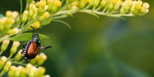 Dealing with Japanese Beetles in your Garden wallacegardencenter