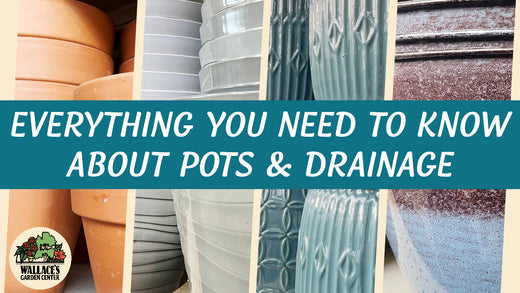 Everything You Need to Know About Houseplant Pots - Wallace's Garden Center