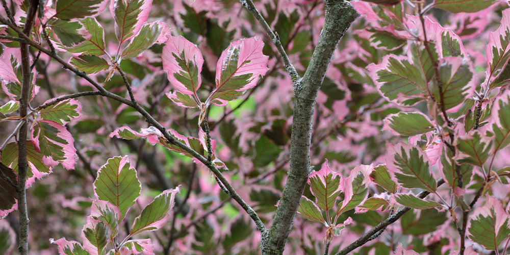 Fast-Growing Trees for Privacy, Shade, and Color wallacegardencenter