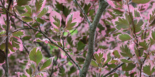 Fast-Growing Trees for Privacy, Shade, and Color - Wallace's Garden Center