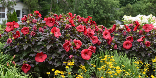 Get Happy With Hibiscus! These Varieties Will Make Your Garden Pop wallacegardencenter