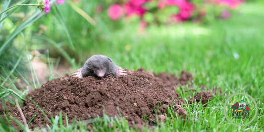 Get Those Moles Under Control! wallacegardencenter