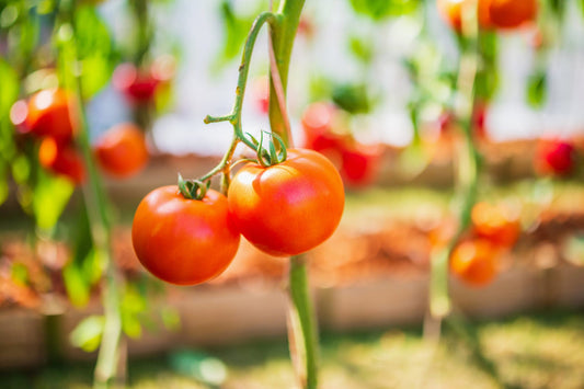 Grow Up! How to Train Vegetables to Grow Vertically wallacegardencenter