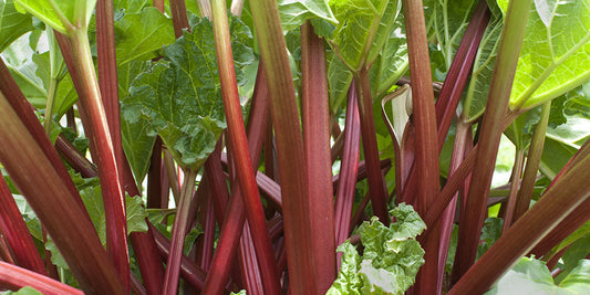 Grow Your Own Rhubarb! wallacegardencenter