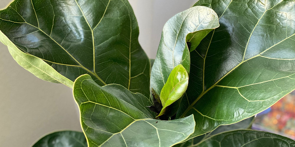 Growing a Fiddle Leaf Fig: Everything You Need To Know wallacegardencenter